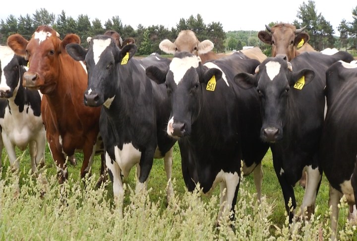 Highly pathogenic avian influenza found in Montcalm Co. dairy herd
