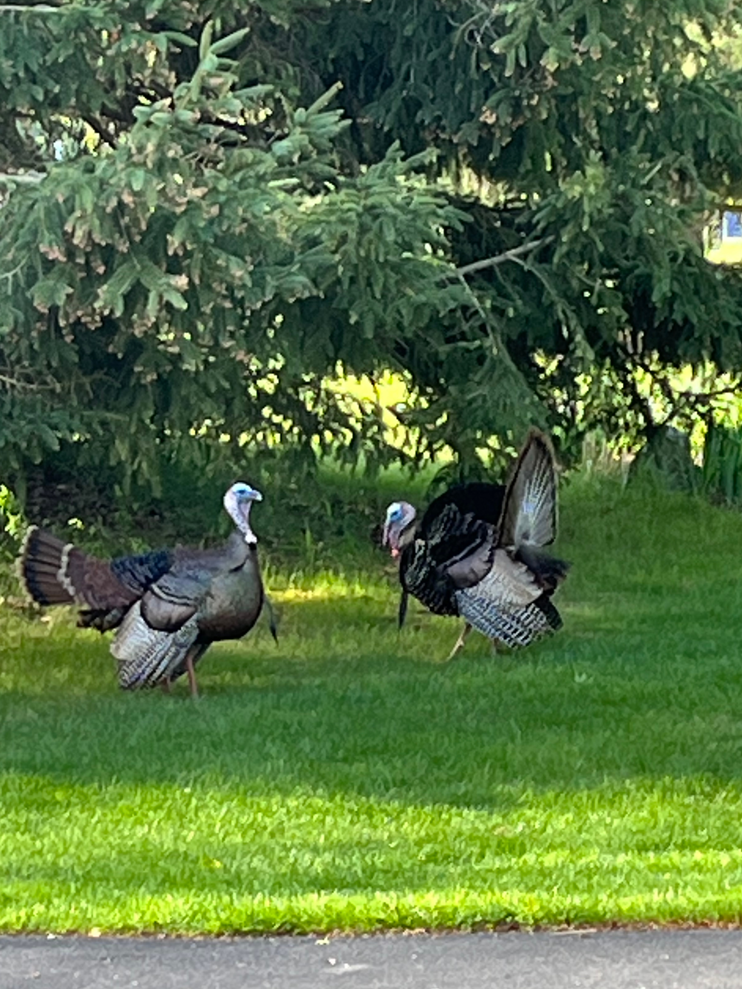 In our yard near Remus this morning. 
