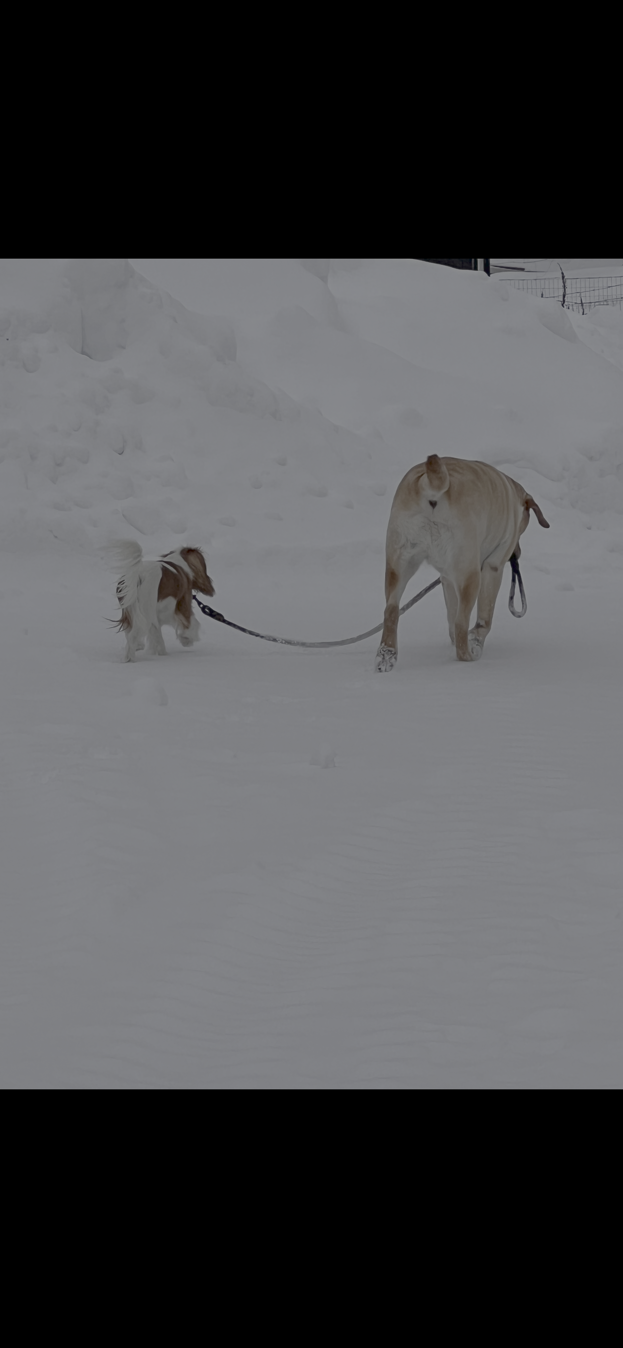 Doggy Daycare