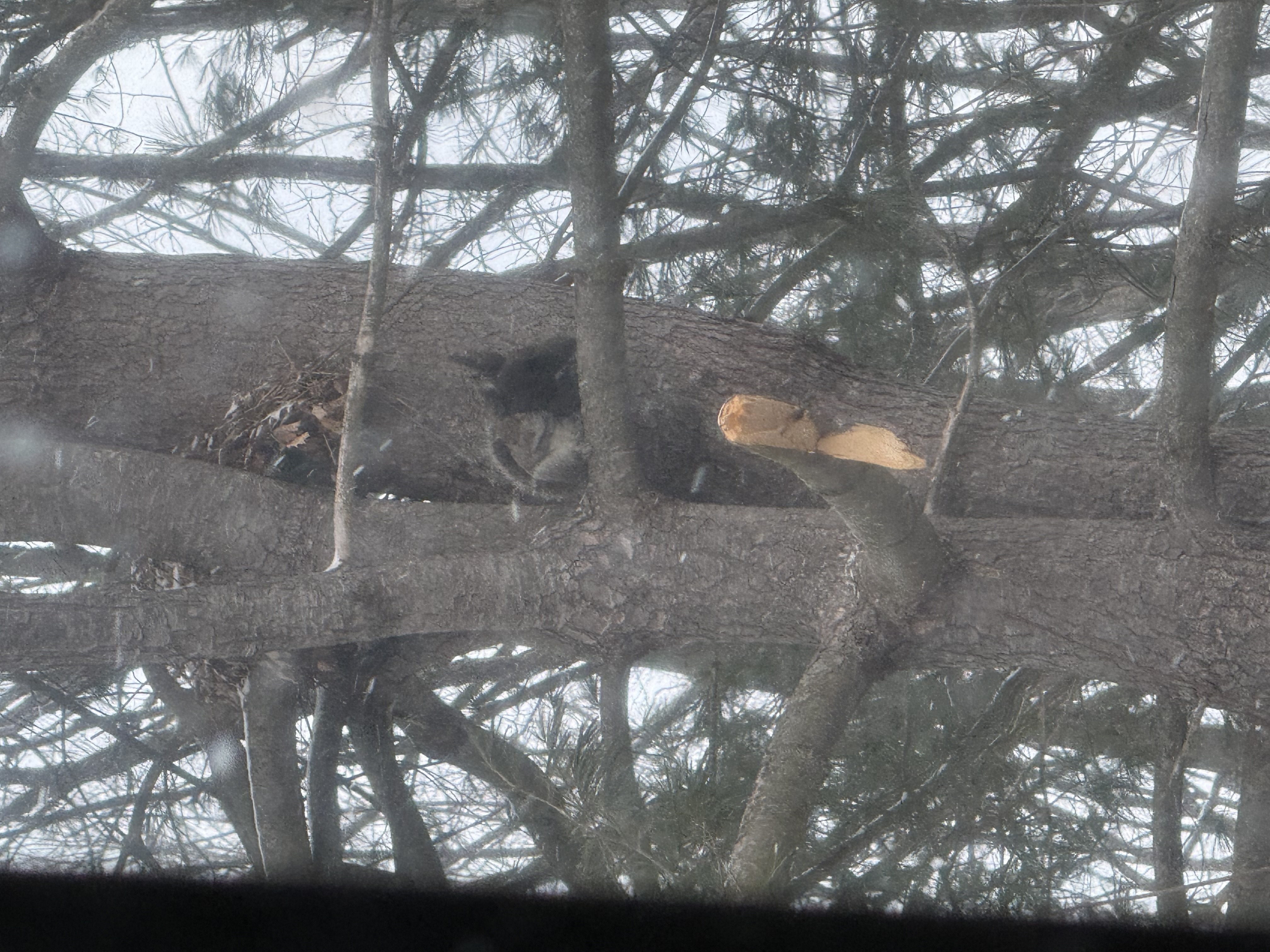 It was so cold the squirrels were huddling together.