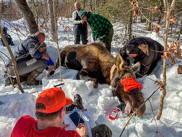 Moose capture-and-collar effort aids Michigan population research