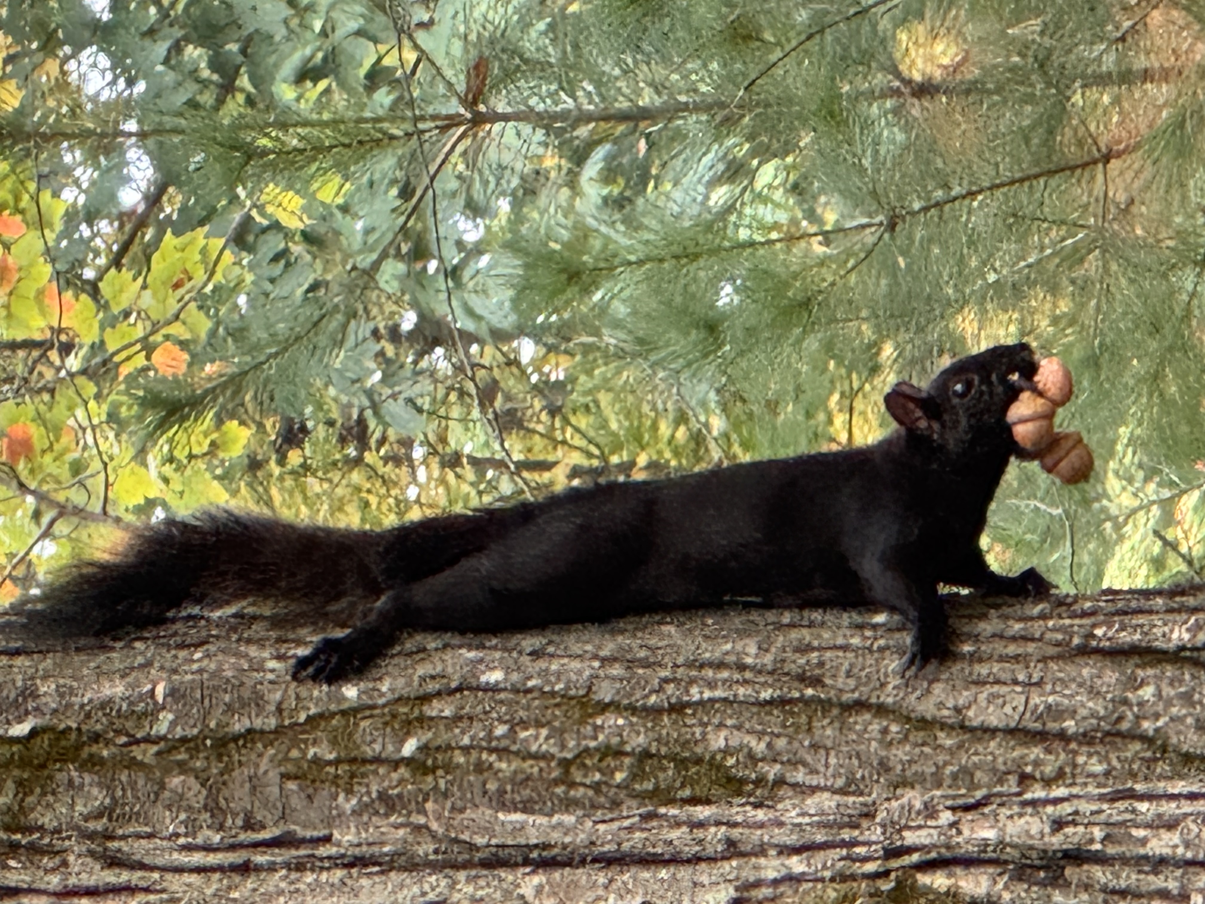 Three nuts in squirrel s mouth on the run