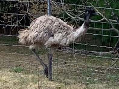 Emu running loose in Manton is safely contained