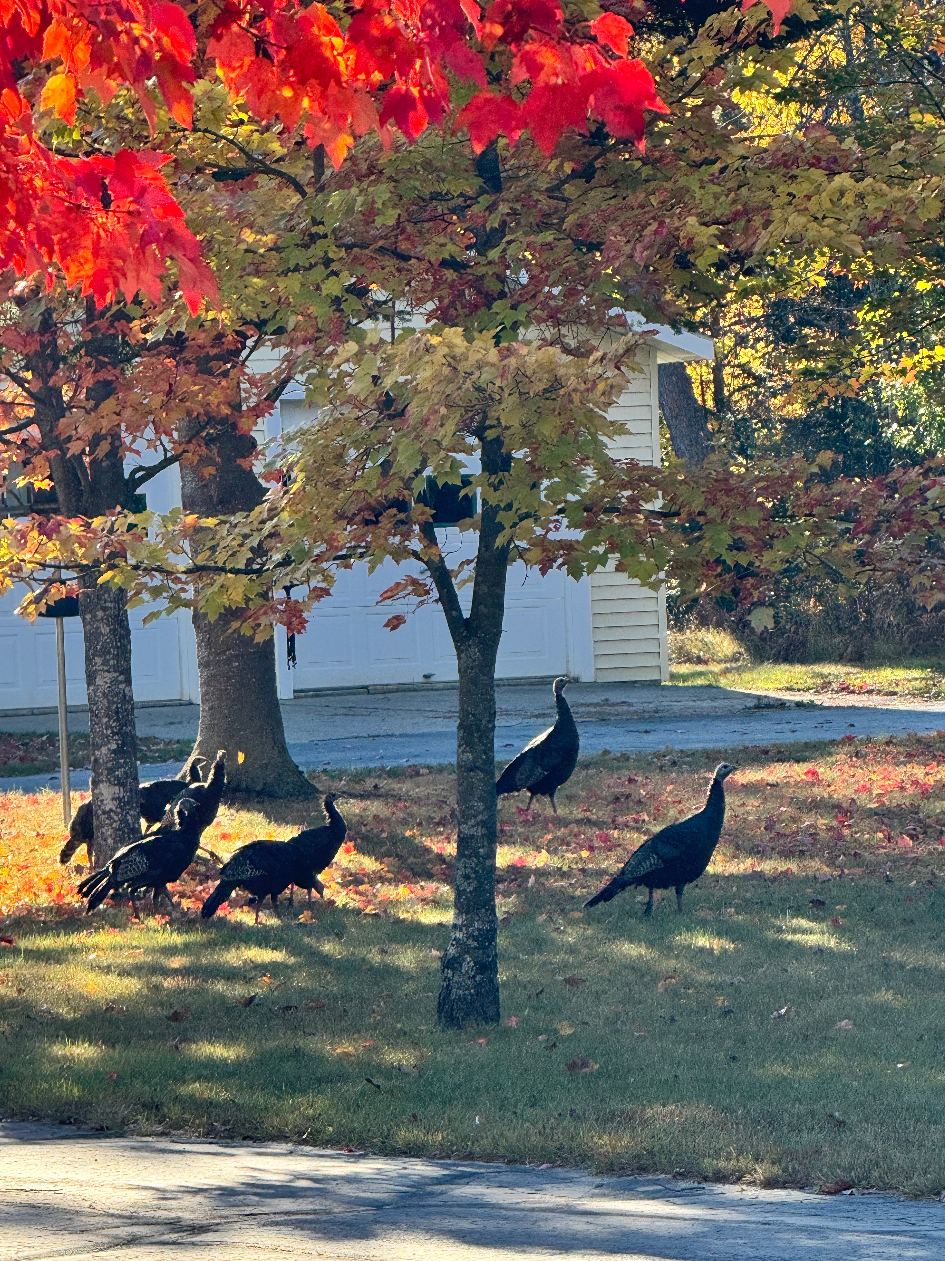 Turkeys at sunset 