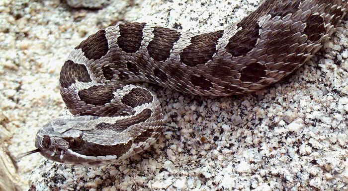 John Ball Zoo works to protect Michigan’s only venomous snake