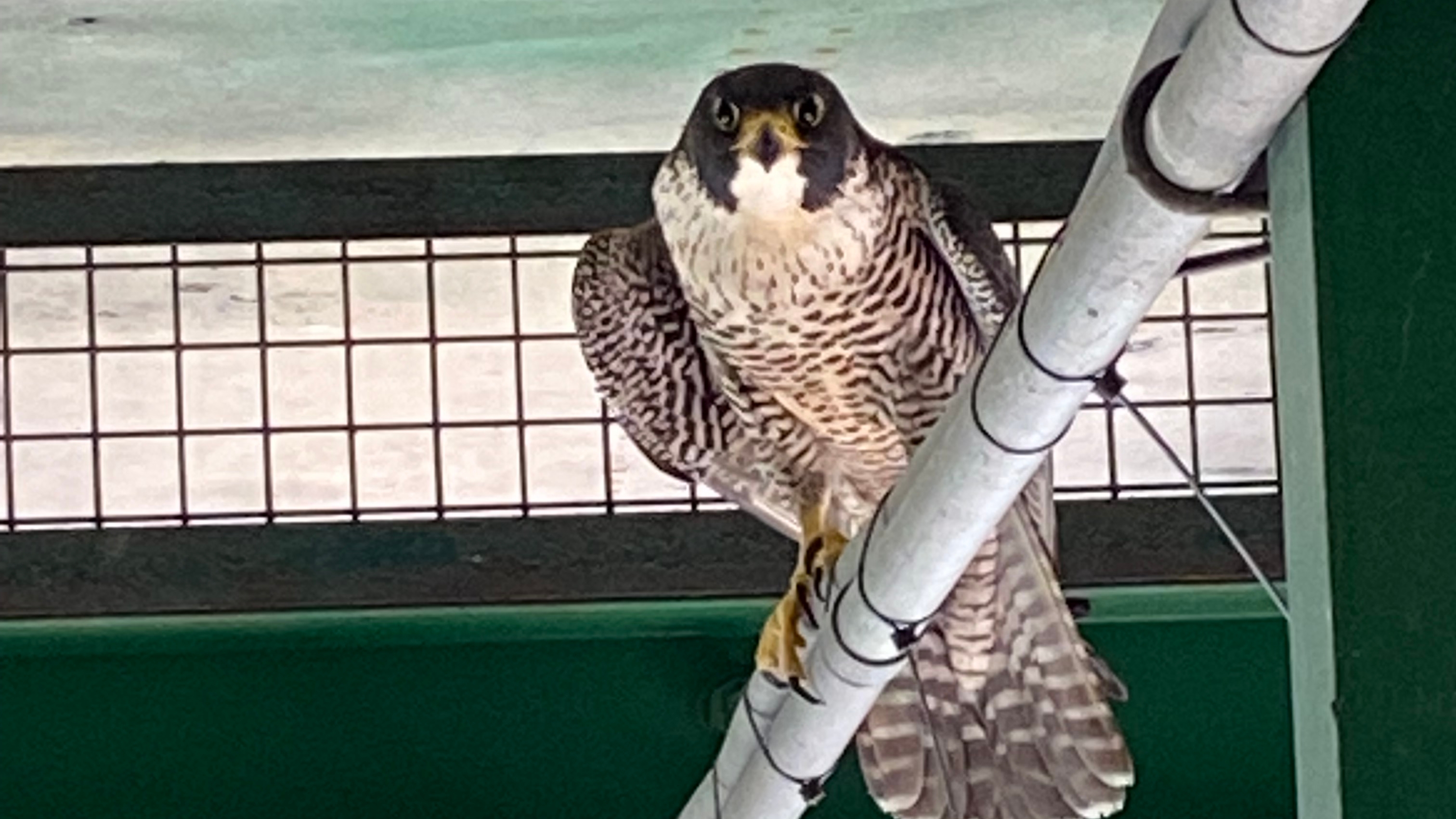 Peregrine falcons return to nest at the Sault Ste. Marie International Bridge