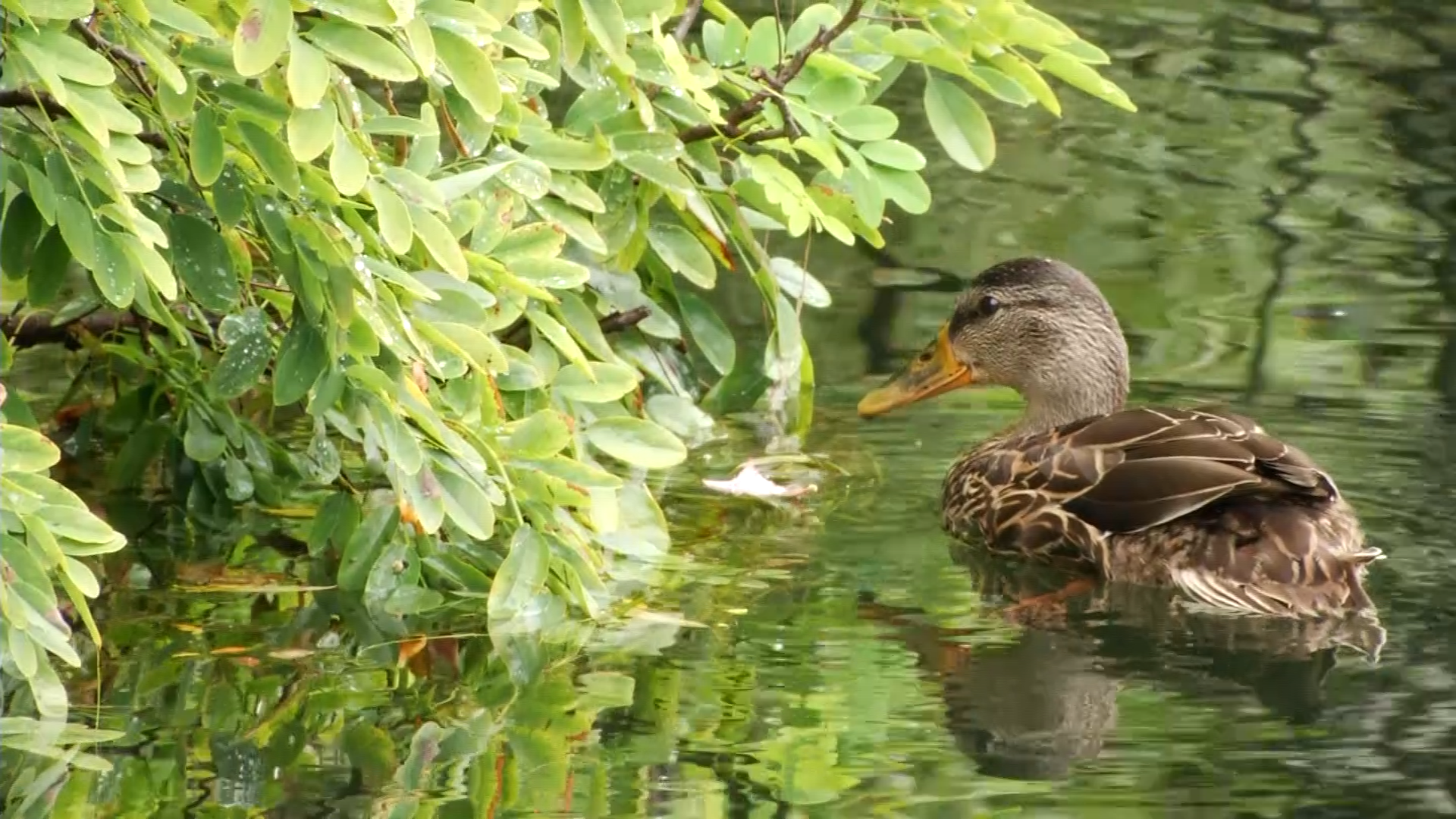 Ducks On Boardman River In Traverse City