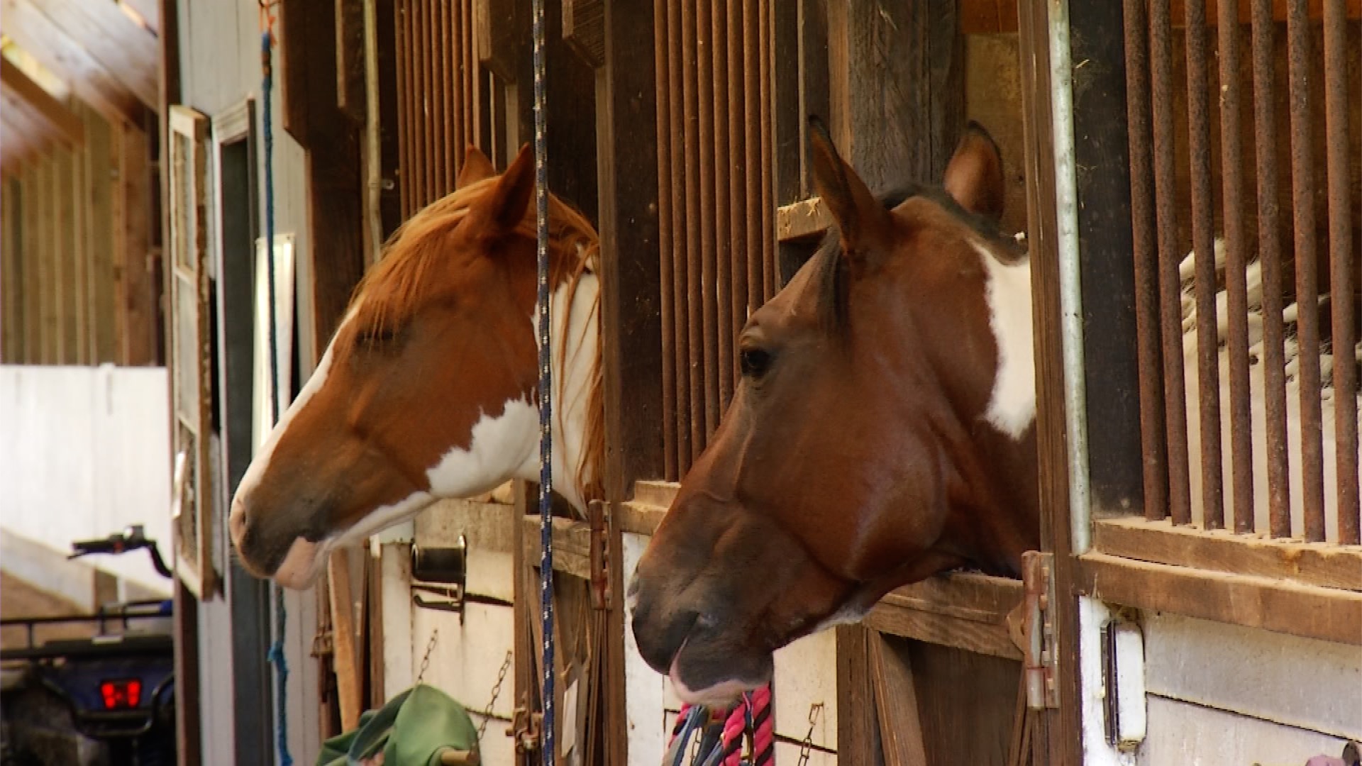 State vet warns mosquito-borne illnesses still a risk while temps stay high