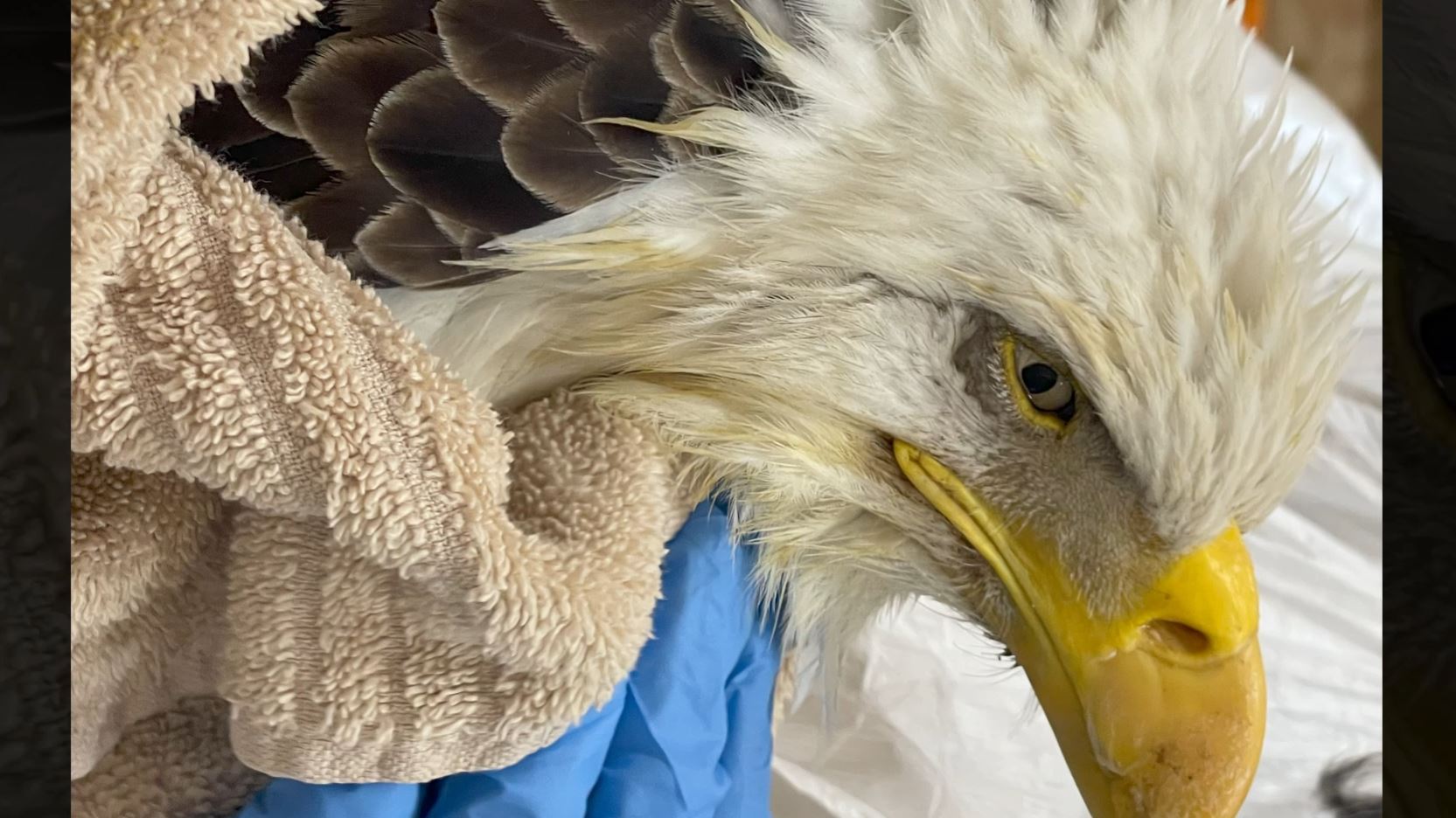 Skegemog Raptor Center raising awareness about bald eagles facing ...