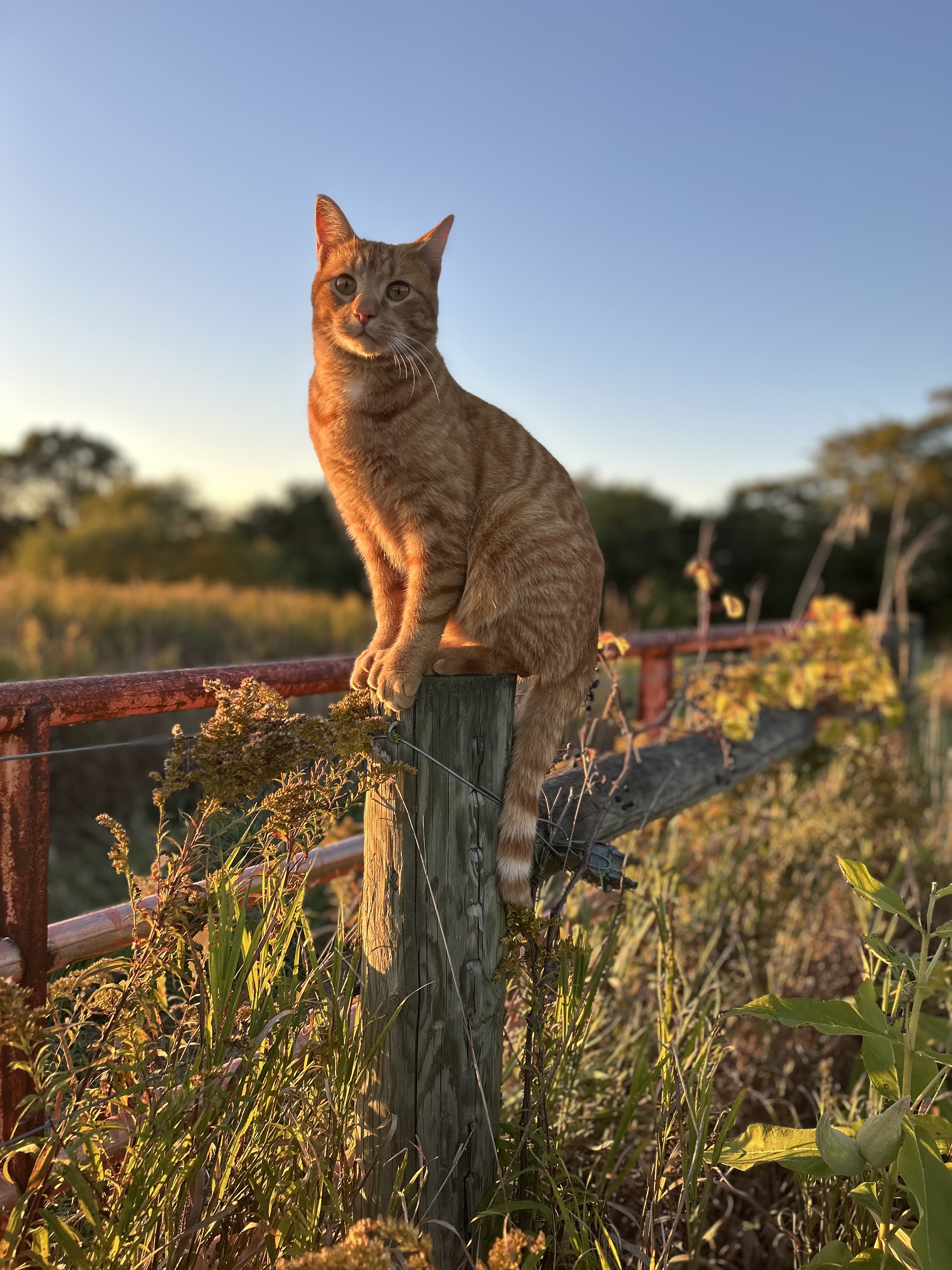 Soaking up the golden rays of autumn. 
@carriejjacobs