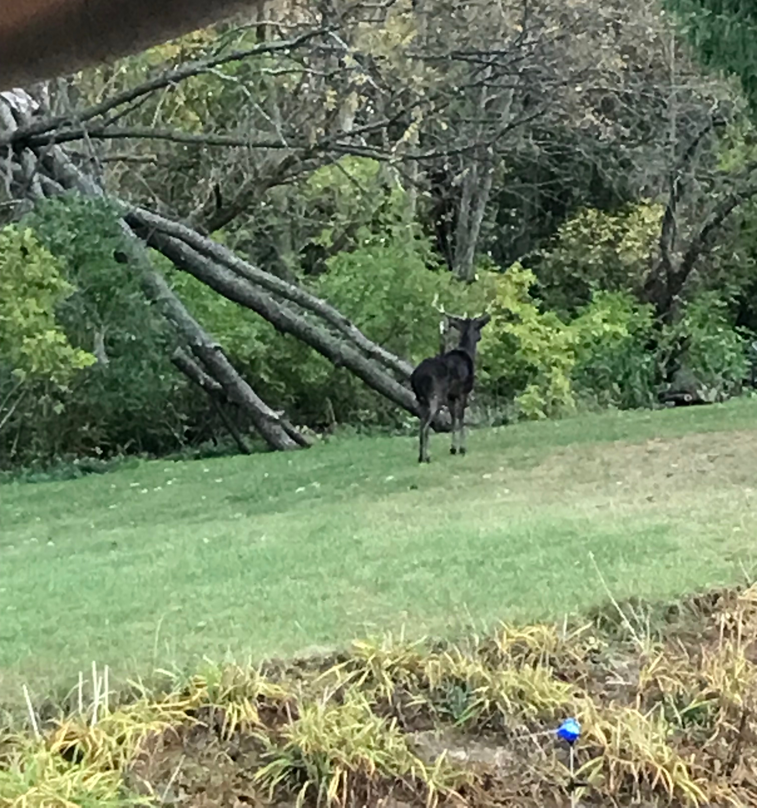 This black deer with antlers crossed our yard yesterday 