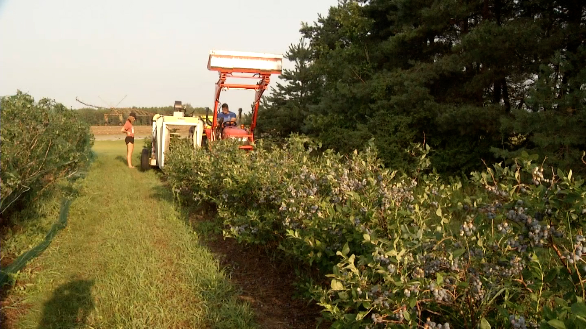 Sights and Sounds: Winery at Young Farms