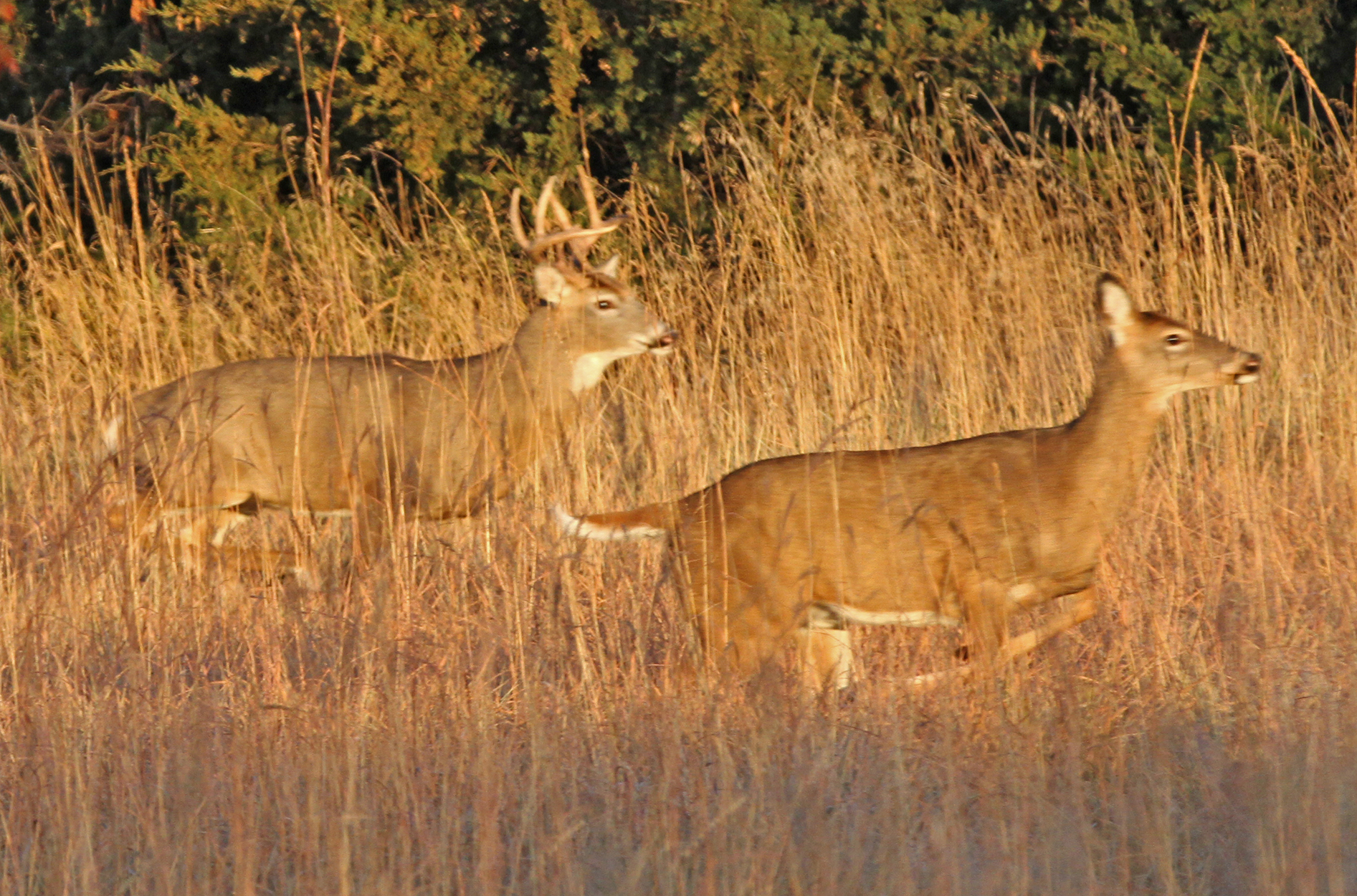 The official 2023 forecast for deer firearm-hunting season 