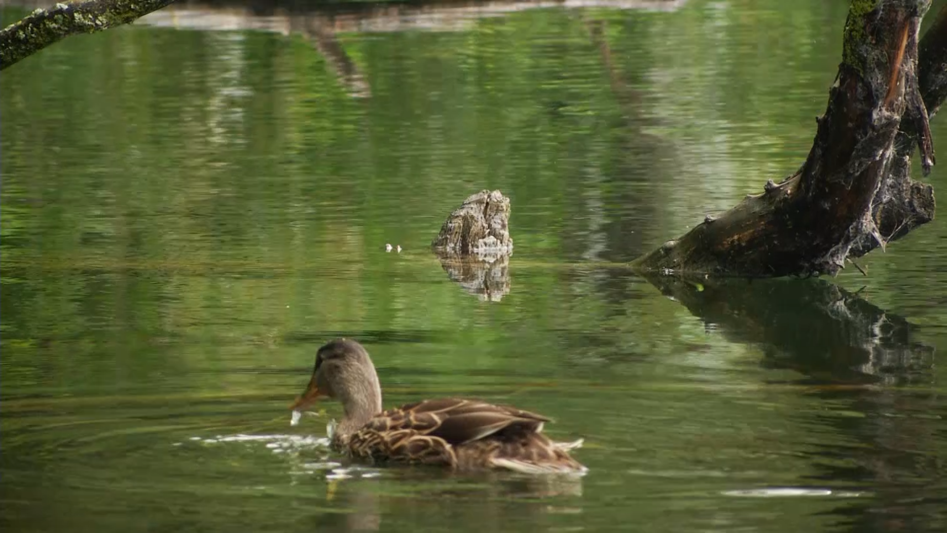 Ducks On Boardman River In Traverse City 3