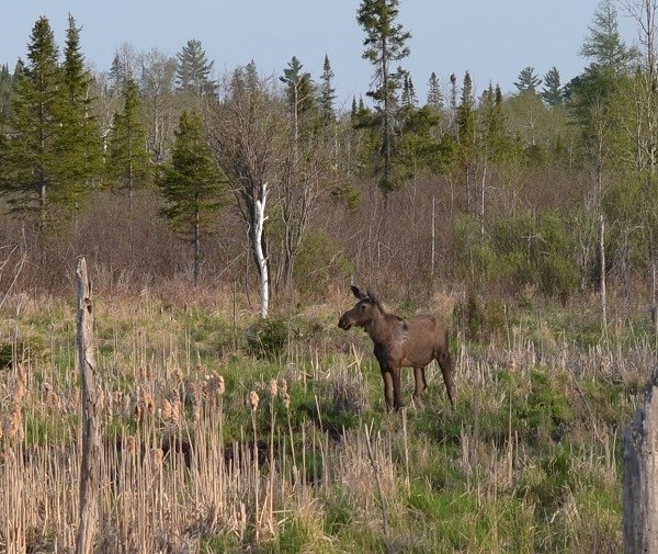 Lake Superior island wolf numbers are stable, but moose population