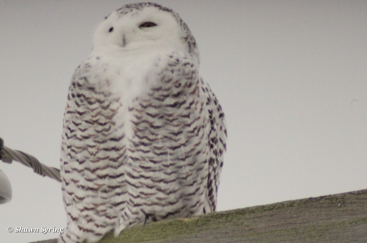 Snowy owl taken Dec. 22 in Rudyard, Michigan.