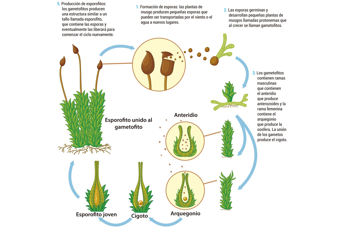 diagrama del ciclo de vida del musgo