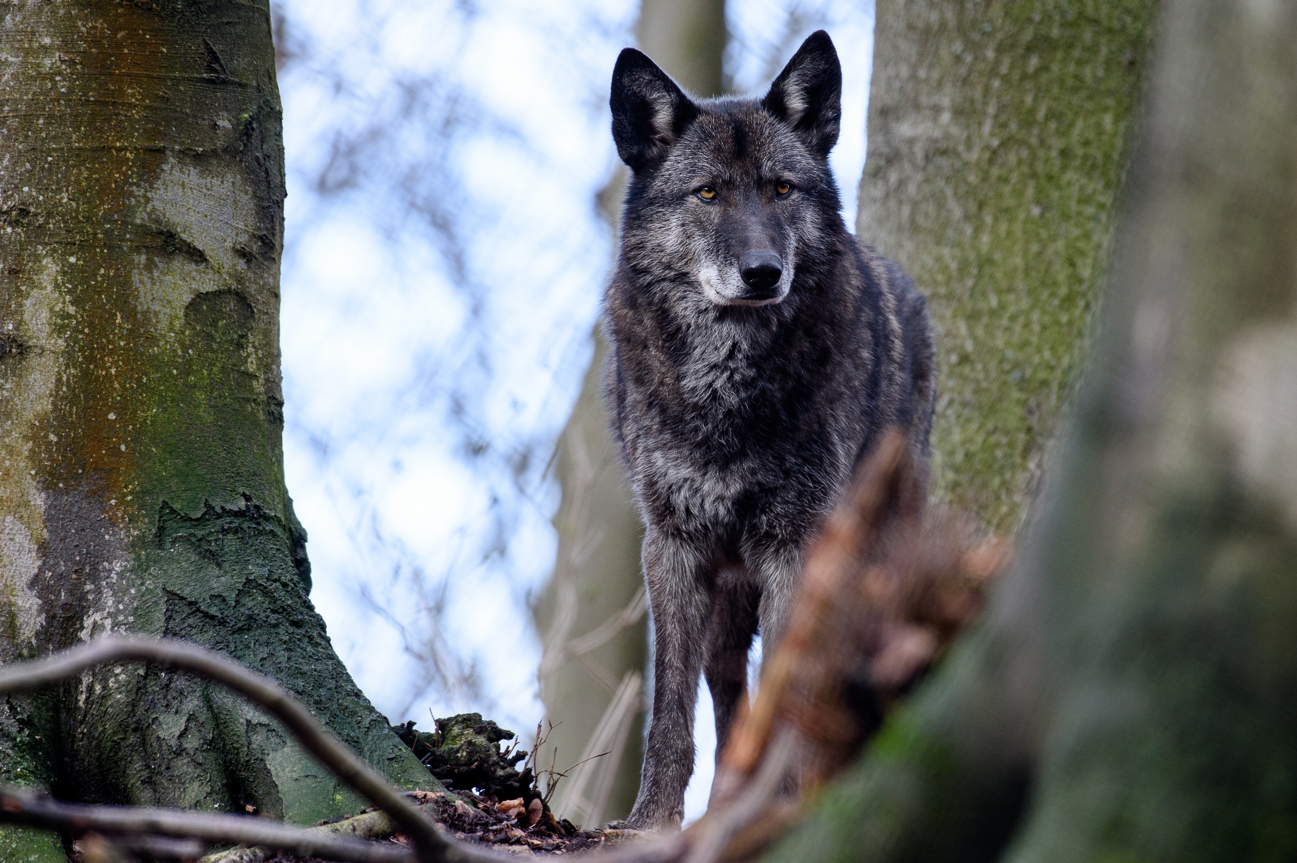 dónde es legal tener un perro lobo