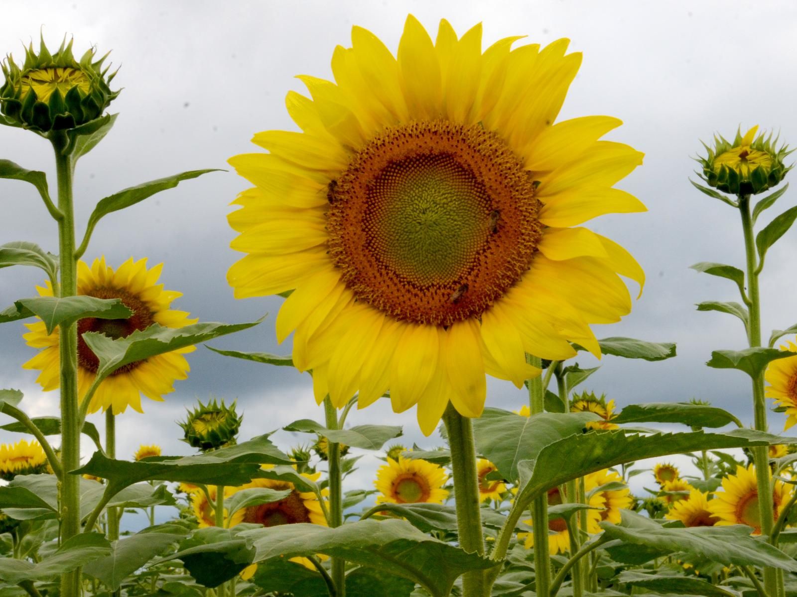 Campos de girasoles en Paraguay: dónde están, cuándo florecen y qué tener  en cuenta para una sesión de fotos - Viajes - ABC Color