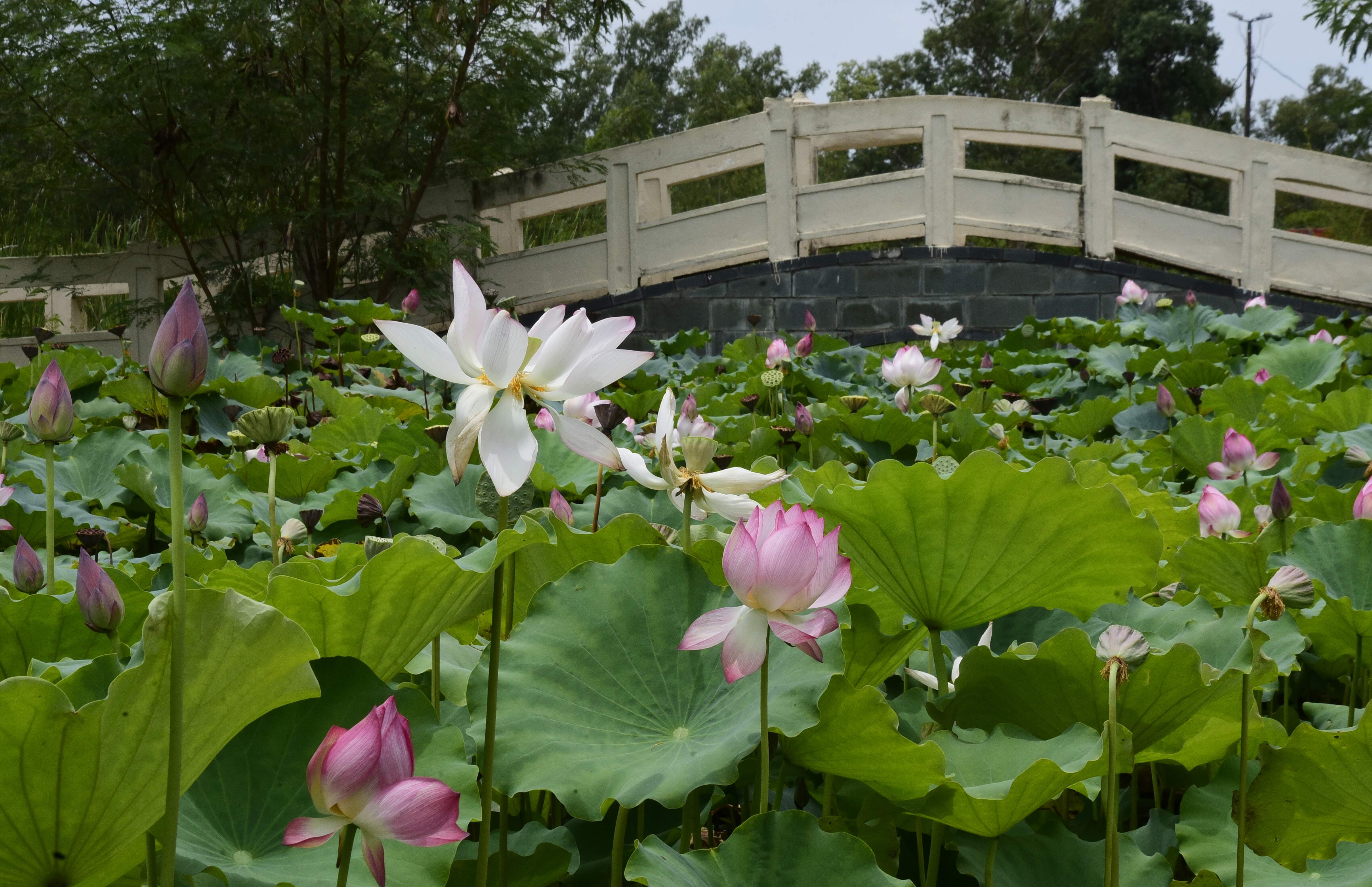 Las flores de loto pintan el verano en el Parque Ñu Guasu - .::Agencia IP::.