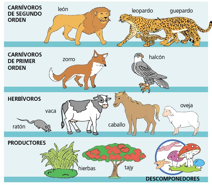 Cadena alimenticia de un ecosistema: productores, consumidores y  descomponedores. Definiciones y ejemplos - Escolar - ABC Color