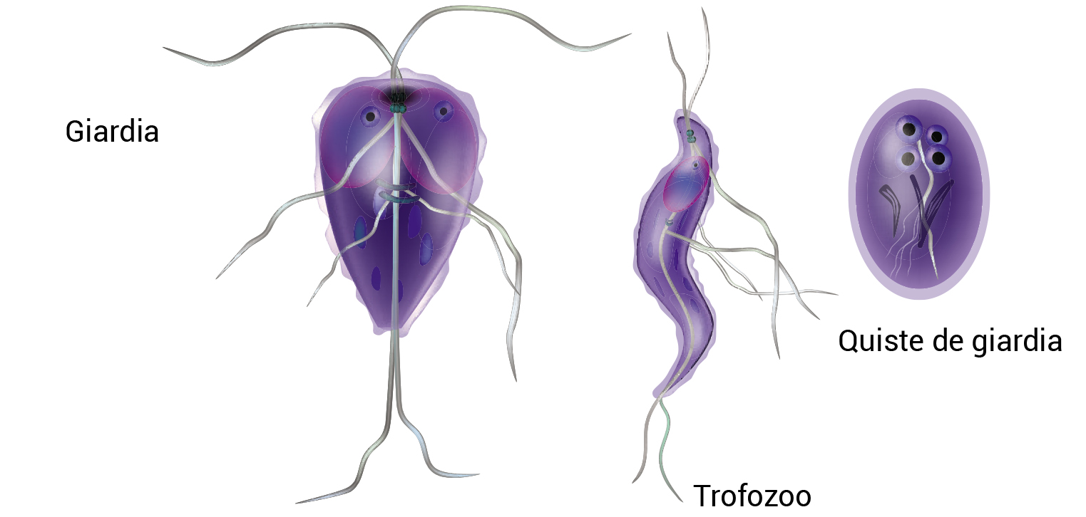 quistes de giardia en heces