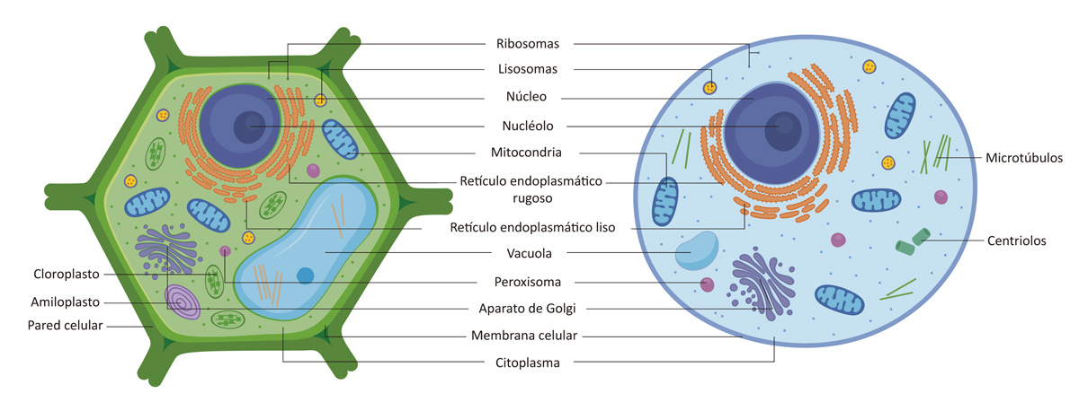 Diferencias entre las células vegetales y animales - Escolar - ABC Color
