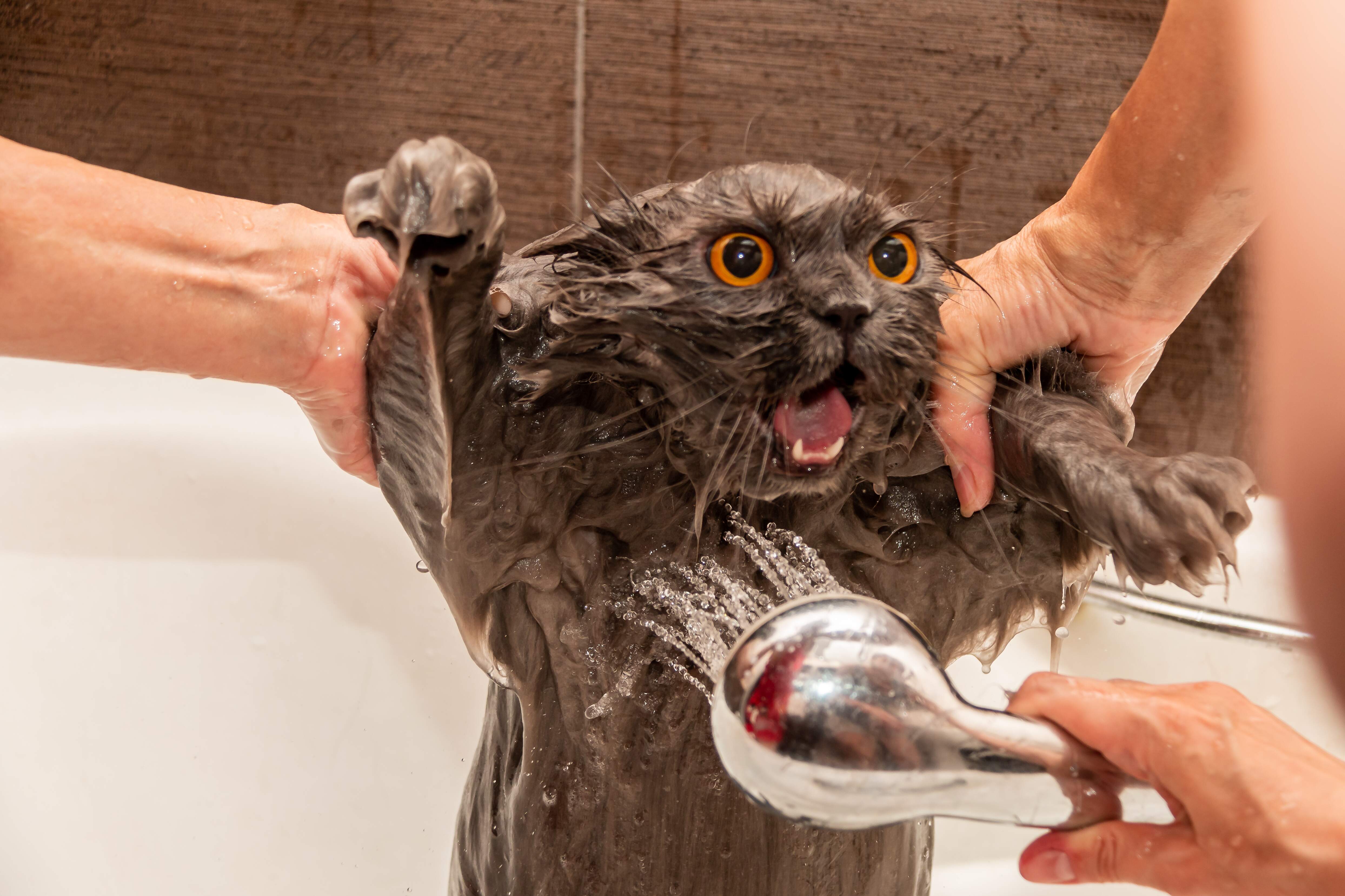 Можно мыть кошек мылом. Мытье кота. Мокрая кошка. Кота купают. Кошка моется.