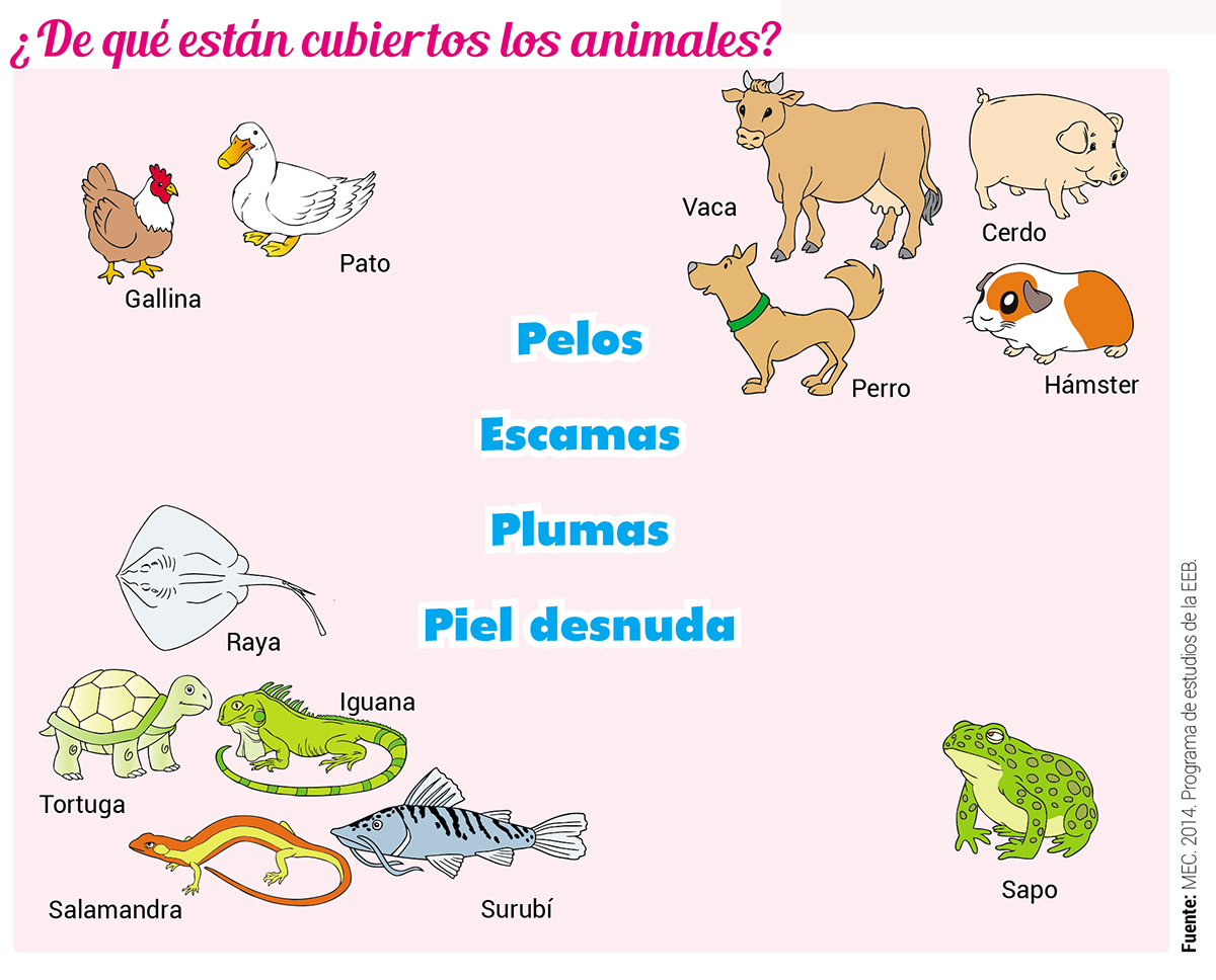 Clasificación de los animales según la cobertura de su cuerpo - Escolar -  ABC Color