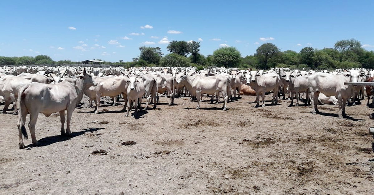 Tras lluvias se recupera el sector ganadero del Chaco