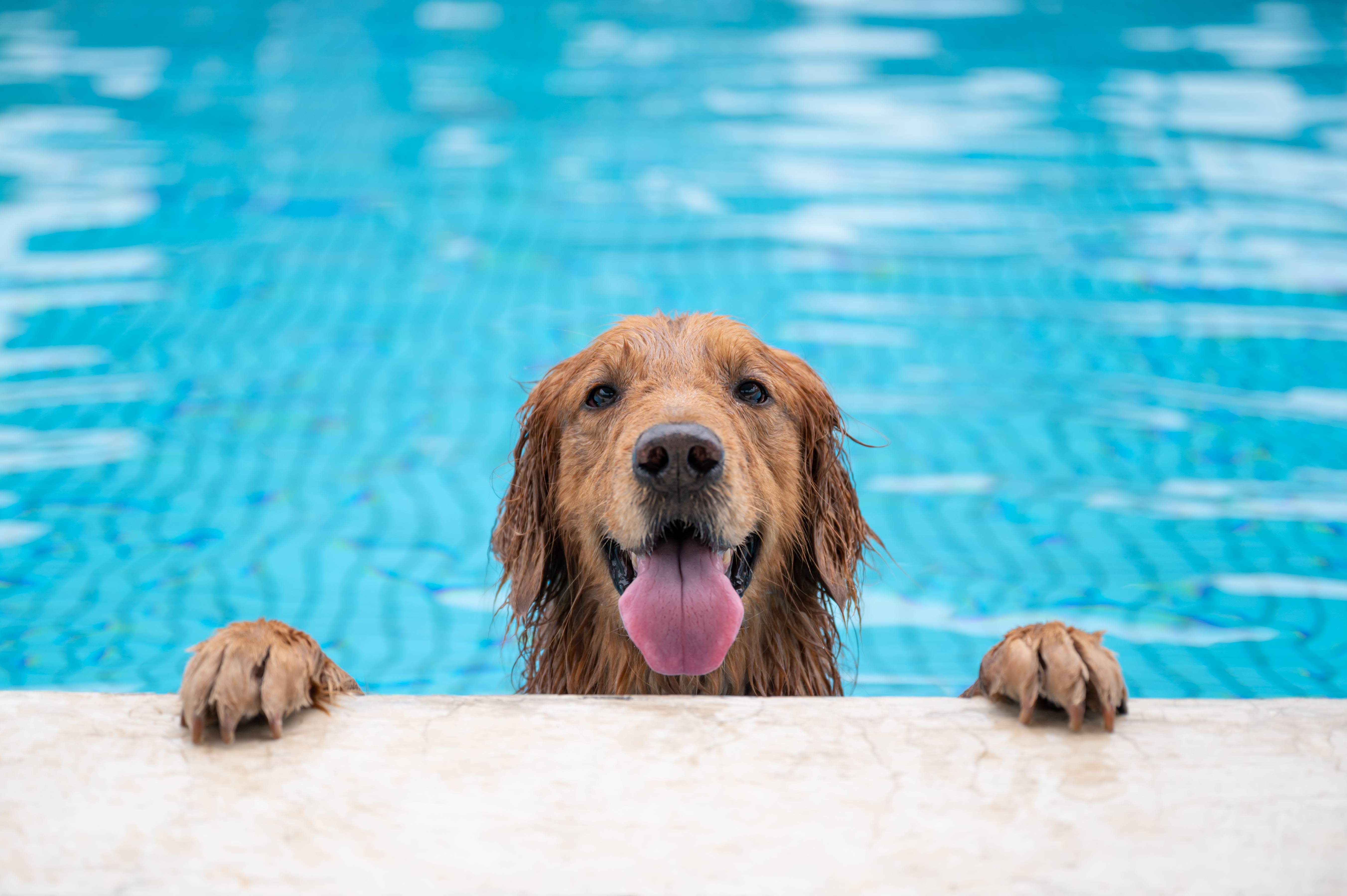 Perros bañándose en la Piscina - ¿Sí o No? // Cubriland