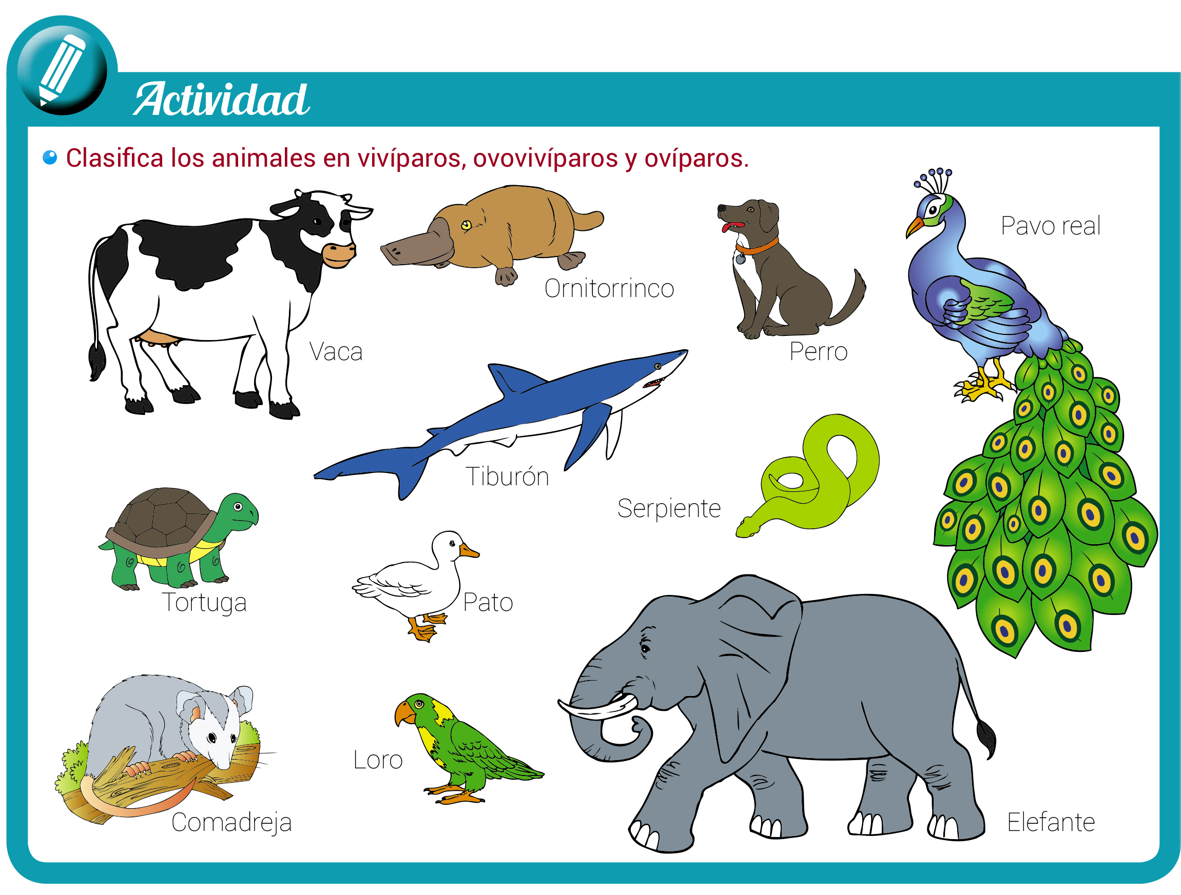 Animales ovíparos, vivíparos y ovovivíparos: qué y cuáles son, qué  diferencias tienen con ejemplos - Escolar - ABC Color