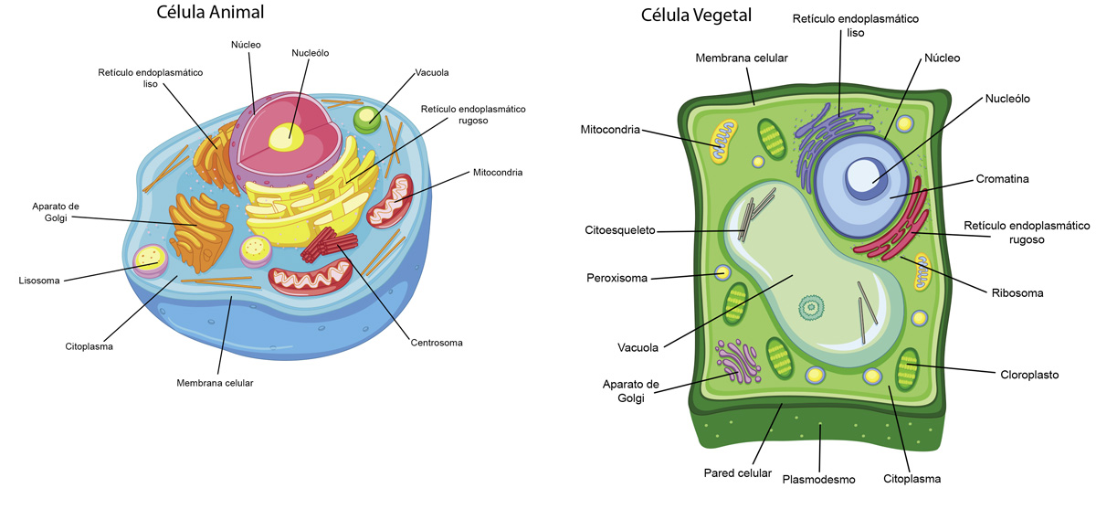  Celula animal y vegetal  carácterísticas, funciones y diferencias