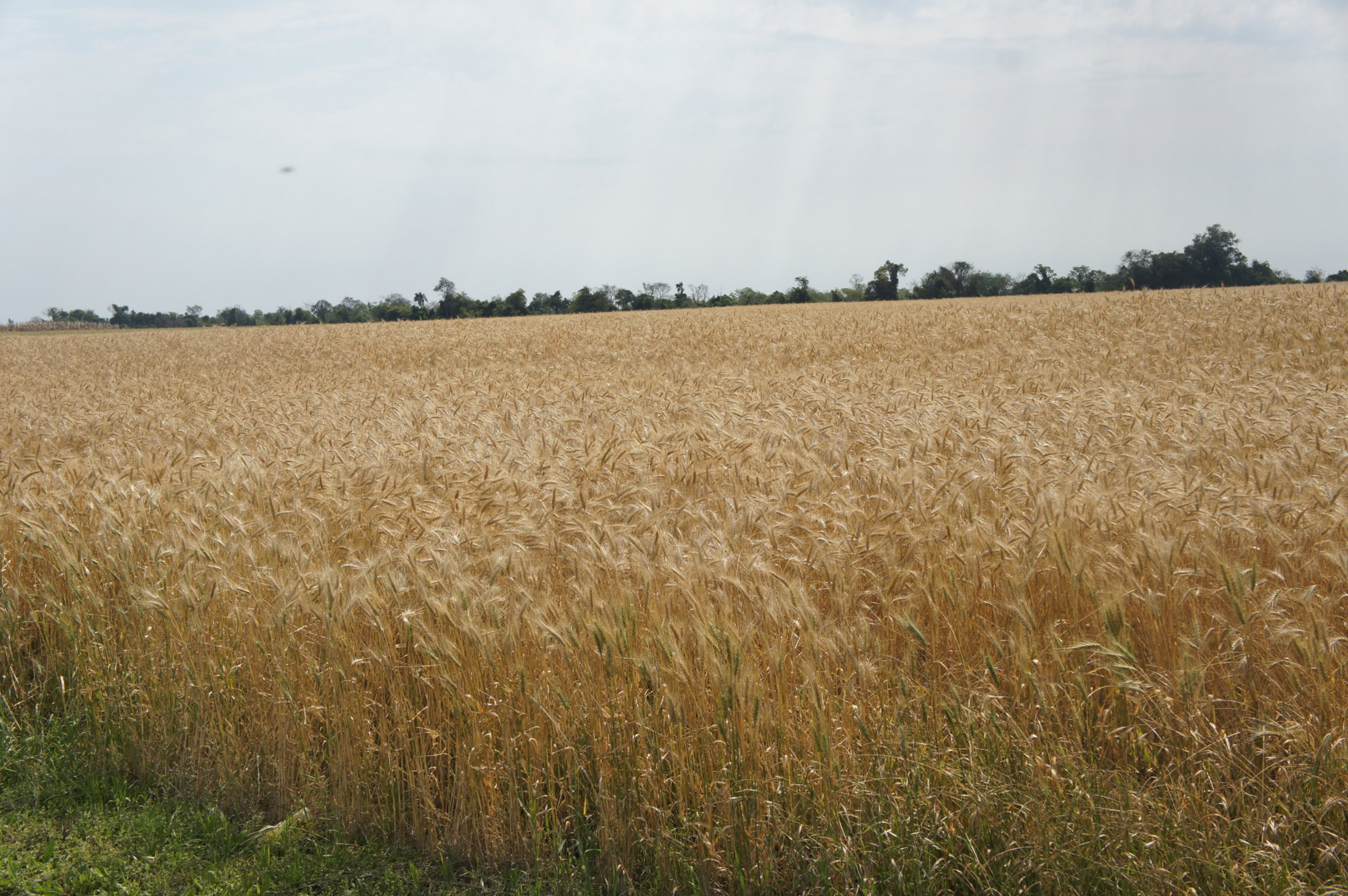 Un cultivo de trigo de la presente temporada, con buen desarrollo agronómico hasta el momento, que genera optimismo en espera de una buena cosecha.