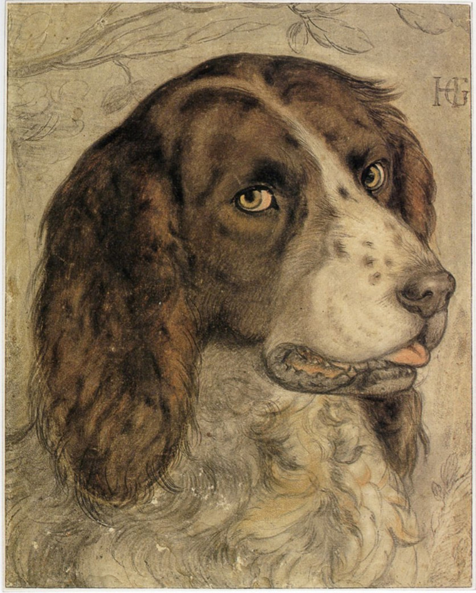 Hendrick Goltzius: Retrato del perro de Goltzius, circa 1595-1600. 
 Teylers Museum, Haarlem.