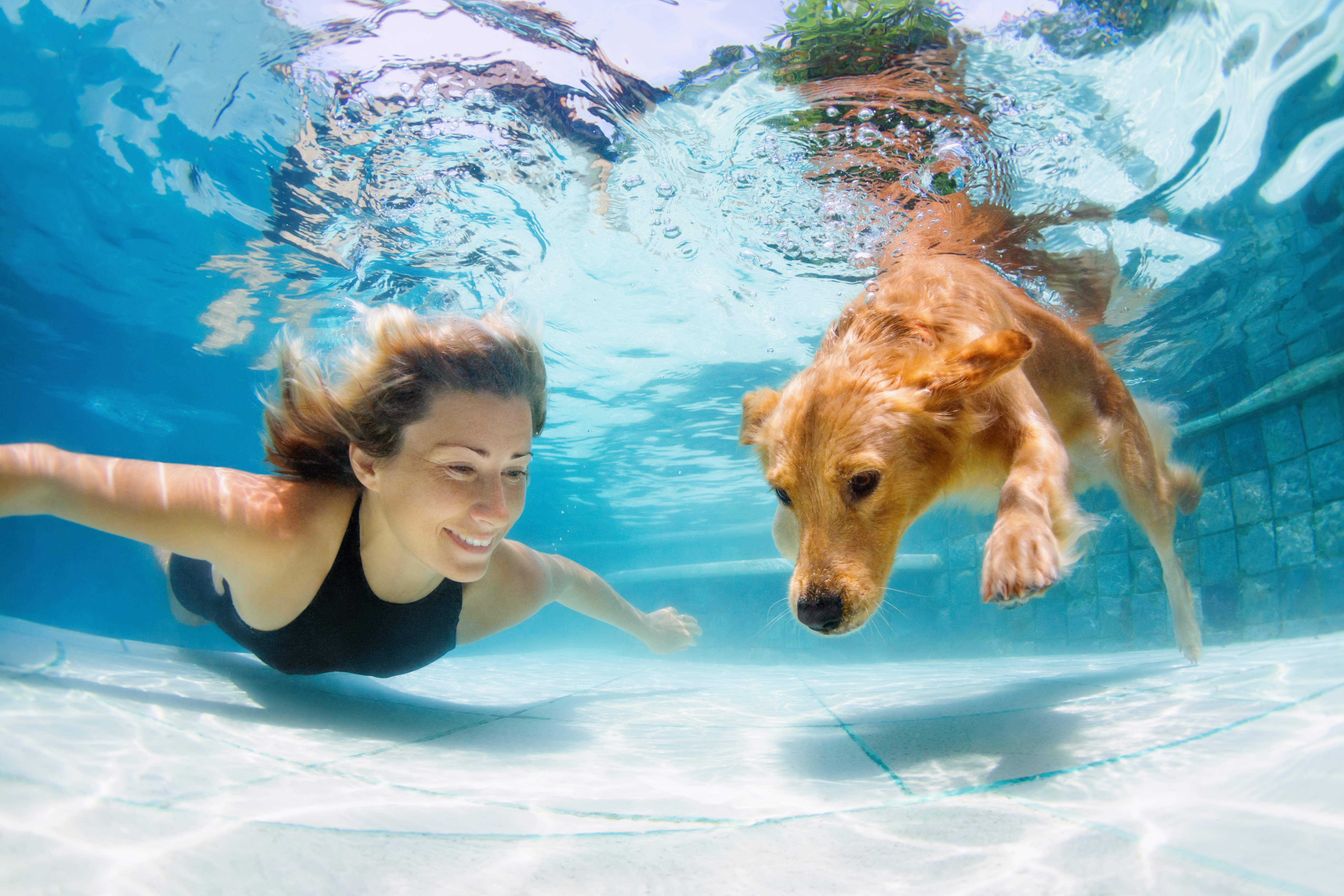 Perros en la piscina: pro y contras