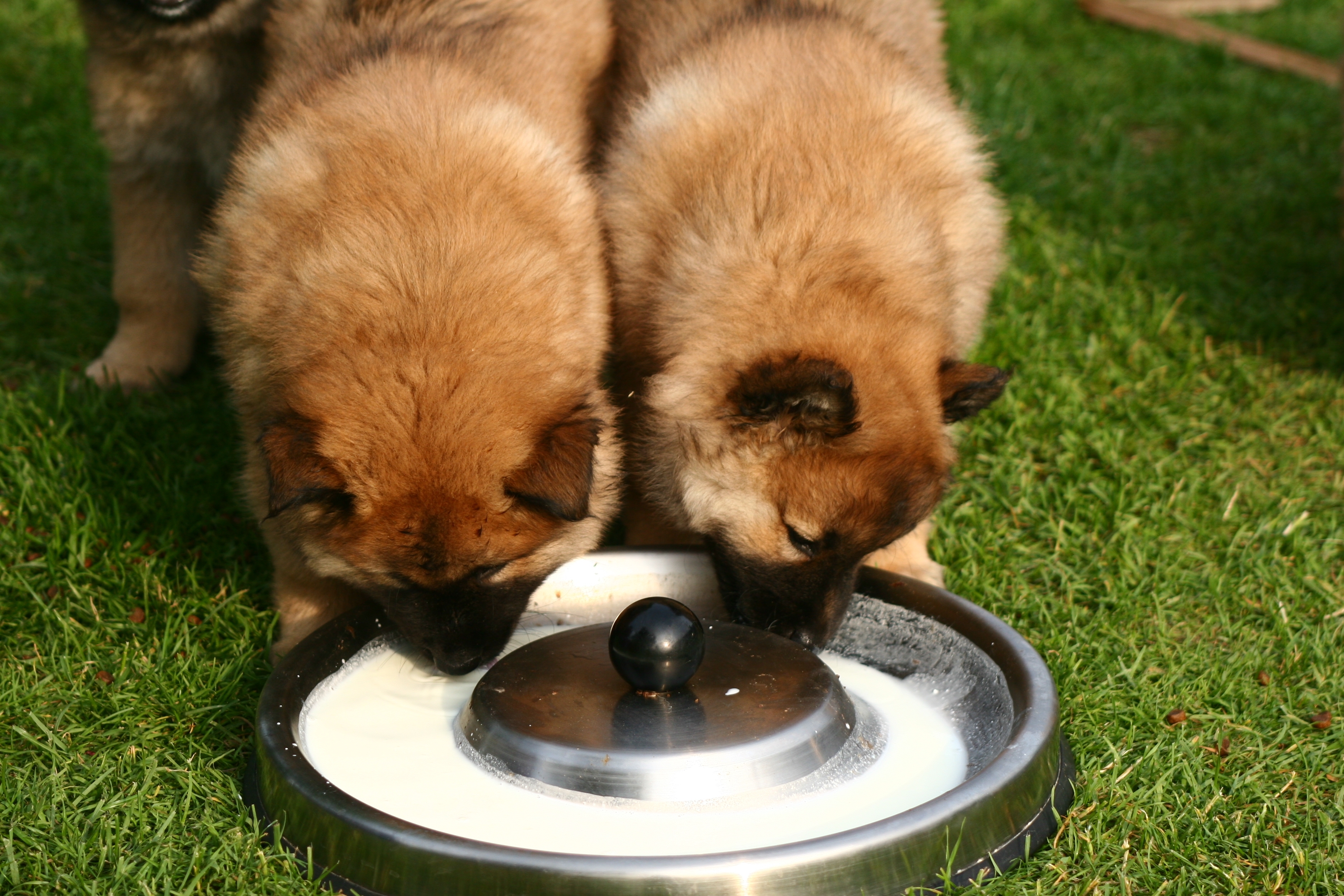 pueden los perros bebes beber leche de gato