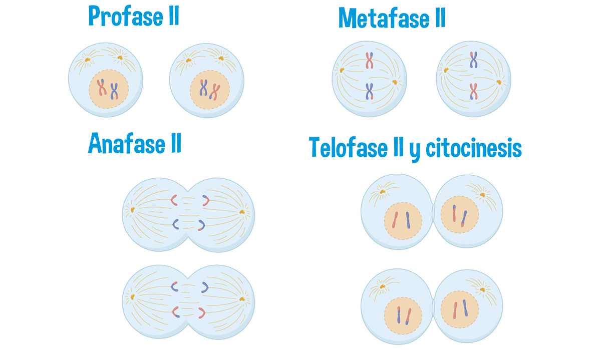 Profase 2 De La Meiosis Meiosis II: Similar To Mitosis, But Results In