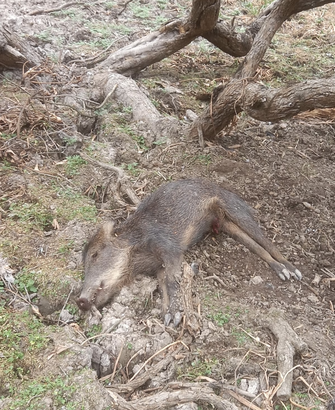 Chaco masiva muerte de animales silvestres por ola de calor