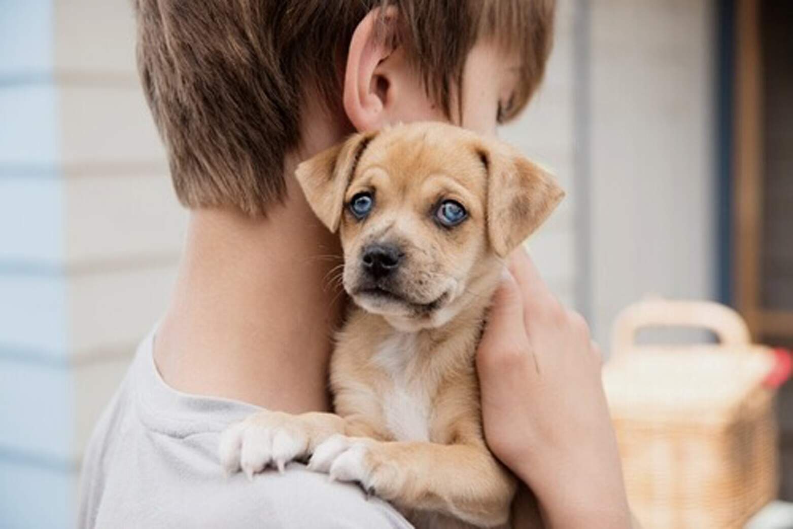 los perros son buenos para el asma