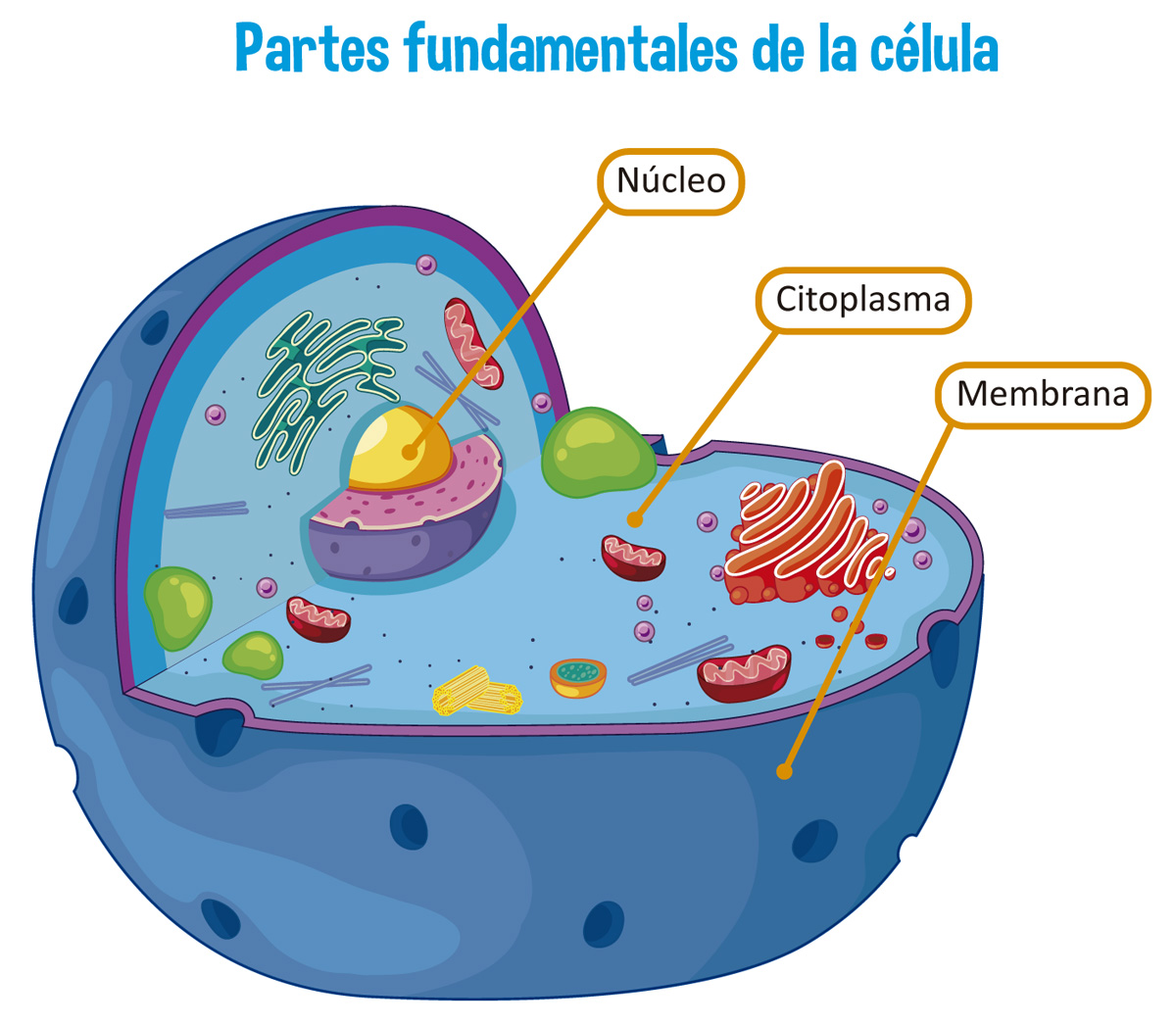 Indica Multitud Aceleración Cuales Son Las Partes De La Celula Atleta