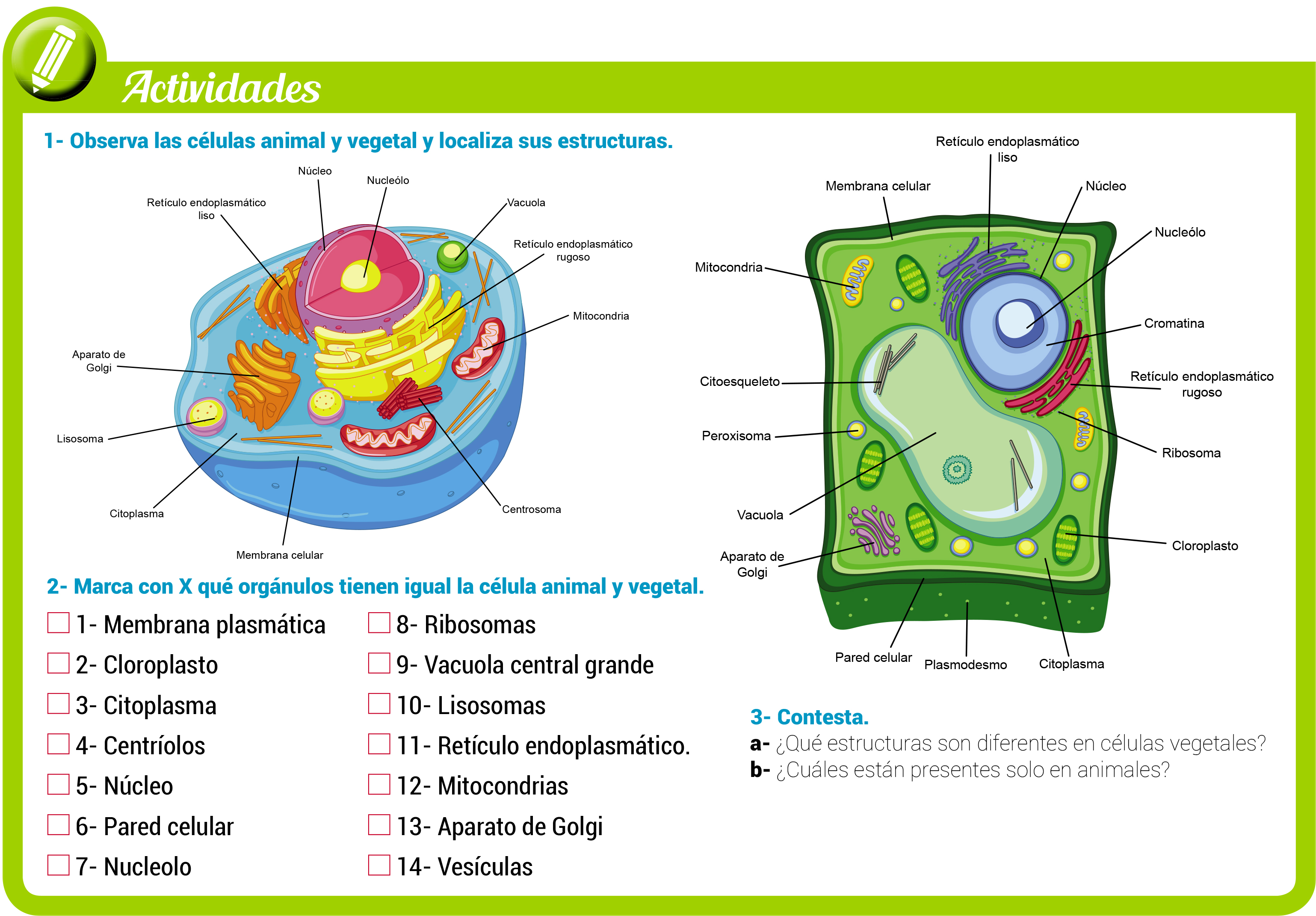 Para que necesitan oxigeno las celulas