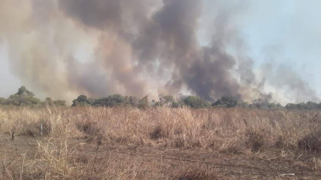 Incendios forestales generan da os ambientales y econ micos en el