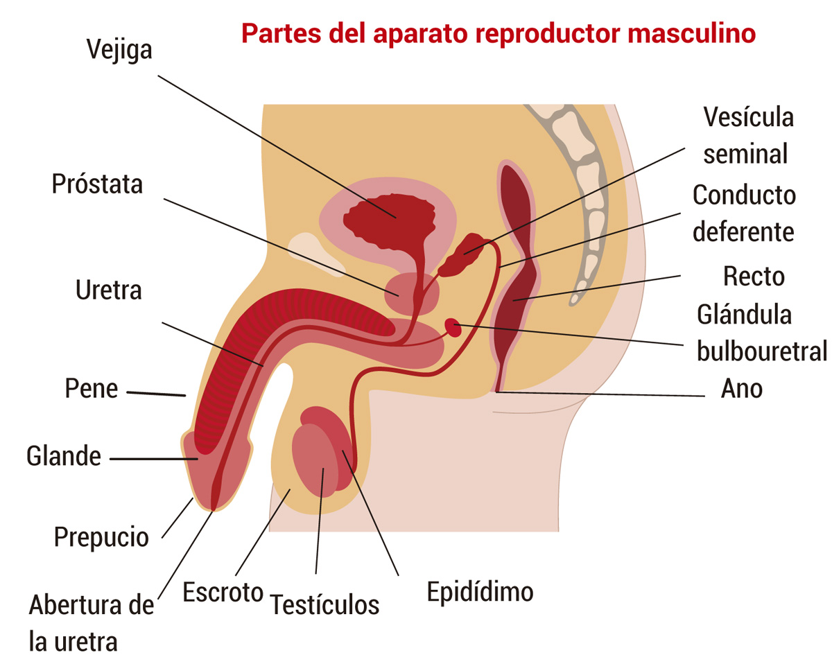 Aparato reproductor masculino: estructura y función - Escolar - ABC Color