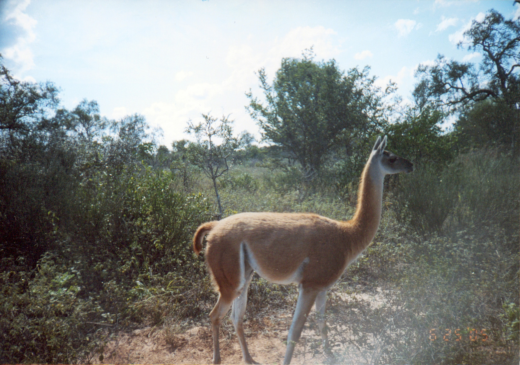 Senado decide ma ana la suerte del parque M danos del Chaco