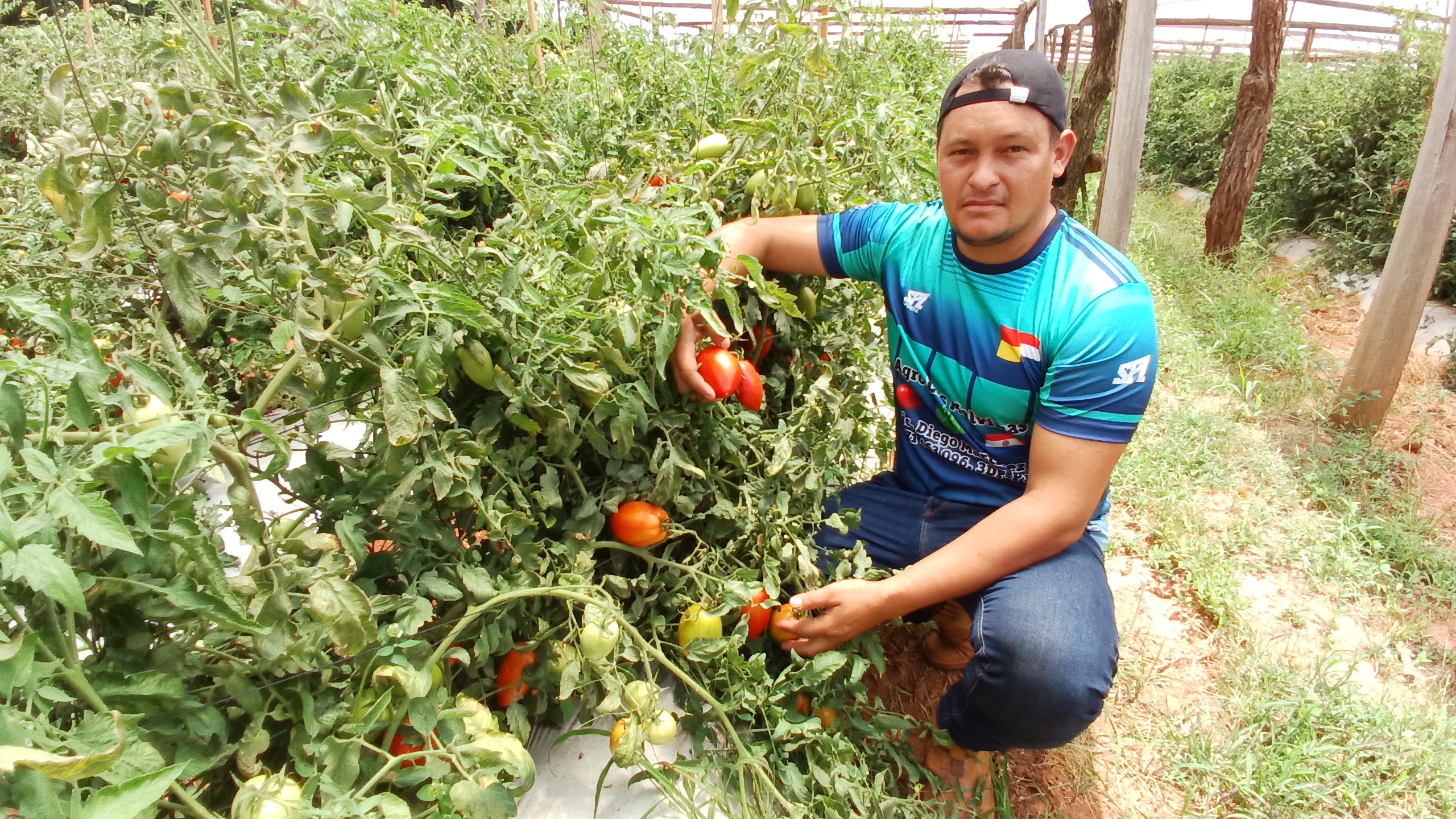 Lanzan plan de siembra del tomate y productores piden más apoyo del MAG