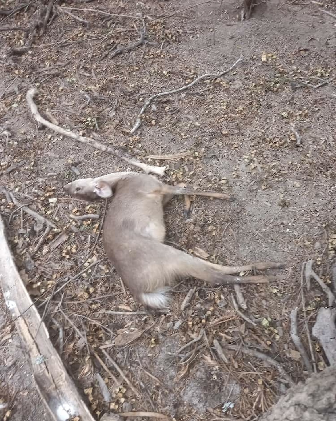 Chaco masiva muerte de animales silvestres por ola de calor