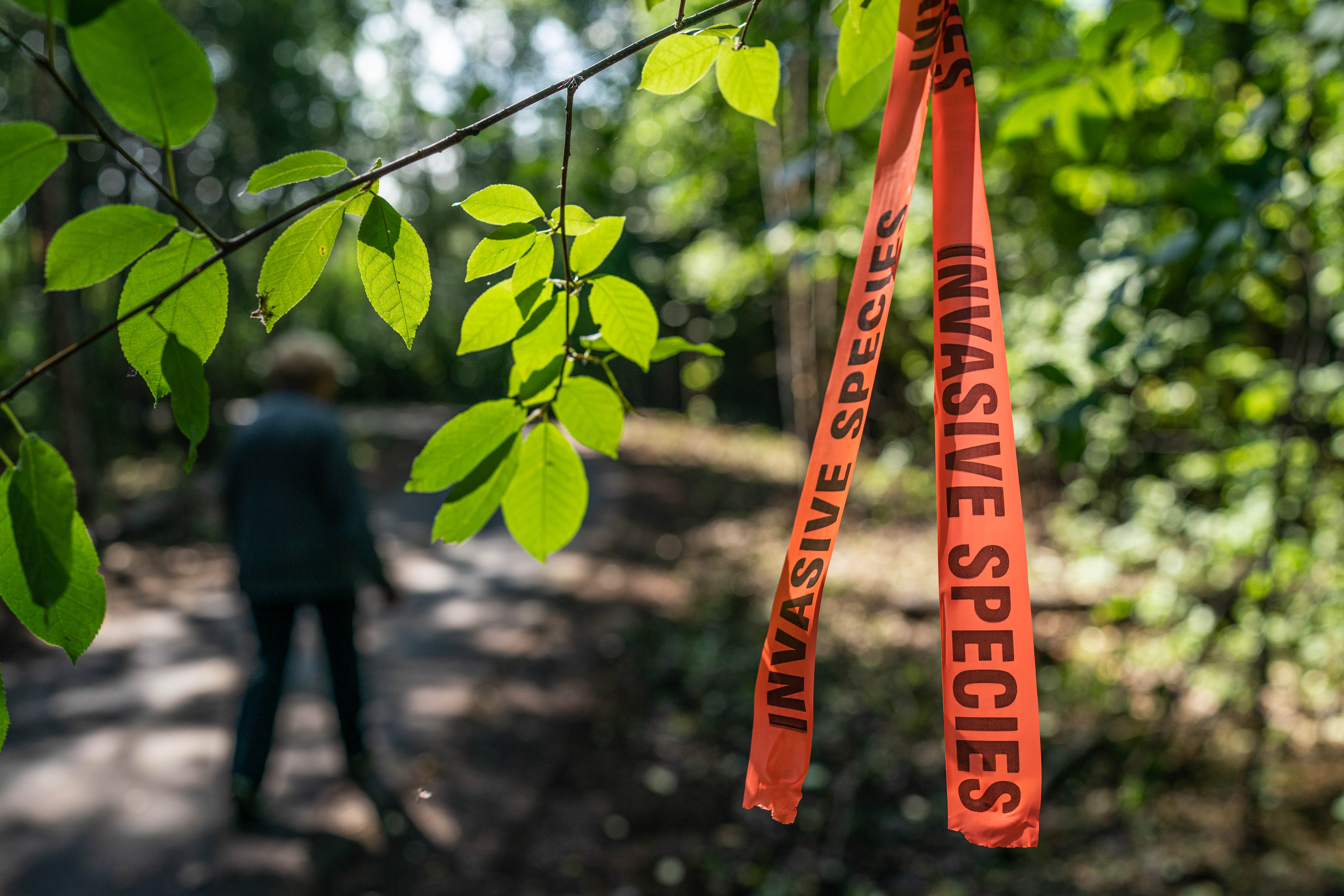 A tree that smells like rotting fish is so invasive that states are  offering bounties to kill it, Outdoors