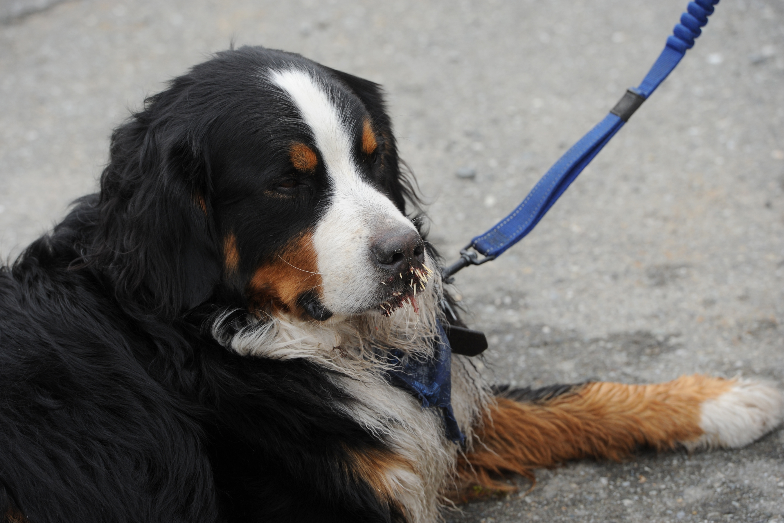 Porcupine Quills In Dogs: What To Do - Dogs Naturally