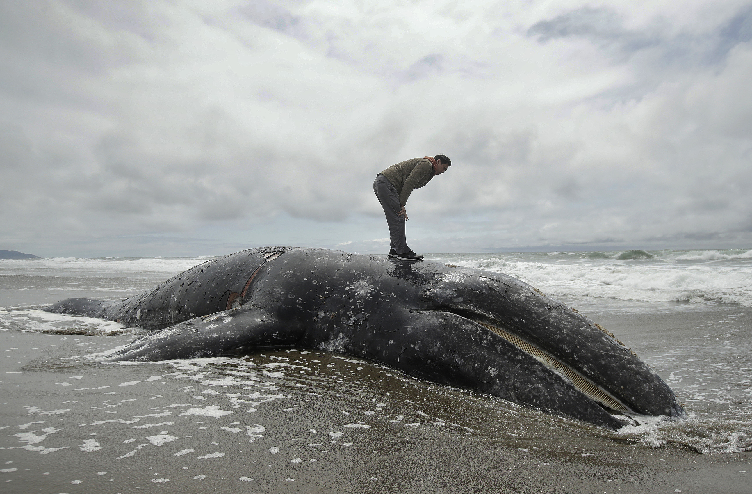 Hopeful signs for declining population of gray whales along West